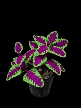 Crochet Coleus plant pattern