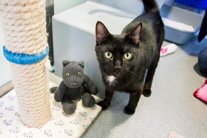 Sushi the Cat for Battersea