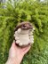 Plush Roly Poly Pill Bug