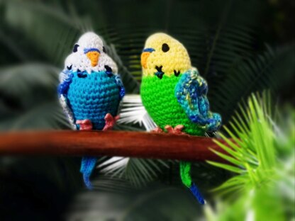 Budgie * Parakeet * Parrot