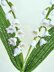 Lily of the valley