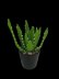 Crochet Aloe Vera plant