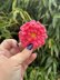 Summer Flower Wreath