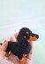 Dachshund