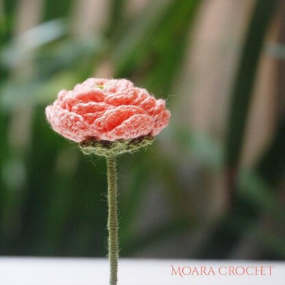 Ranunculus Flower