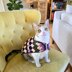 Diamond Striped Cat Sweater