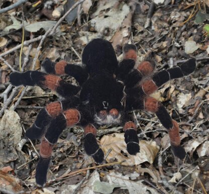 Tarantula