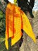 Sunshine Shawl