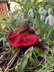 Pretty In Red Miniature Dress