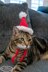 Cat Santa Hat