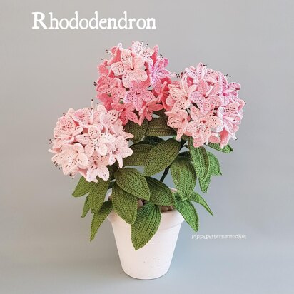 Rhododendron