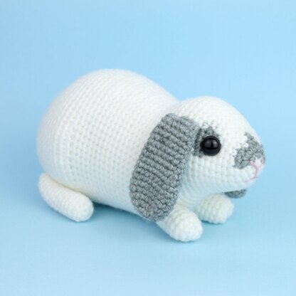 Mini Lop rabbit