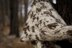 Milkweed Cowl