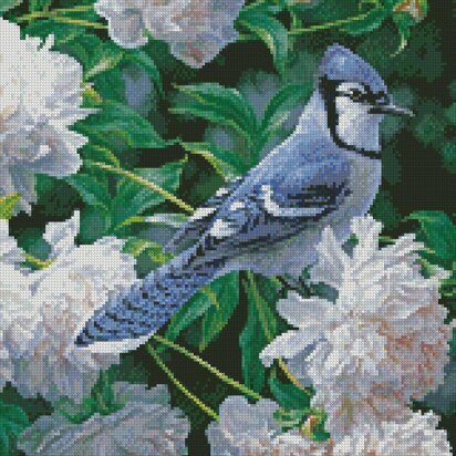 Blue Jay in Peonies (Crop) - #13357-BH