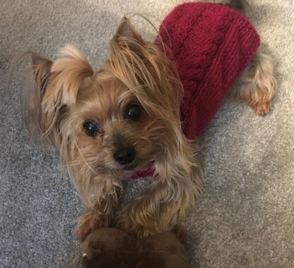 Fall Cabled Dog Sweater