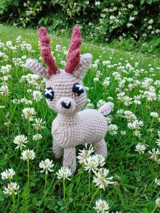 Meet Clover the Deer