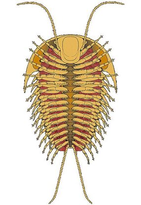 Olenoides