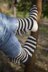 Cat's Zebra socks