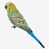 Budgie in DMC - PAT0388 - Downloadable PDF