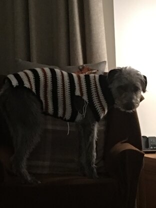 Bertie’s best coat