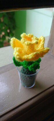 Daffodil Bulb plant