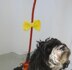 Crochet Pattern For The Yellow Ribbon For Dog´s