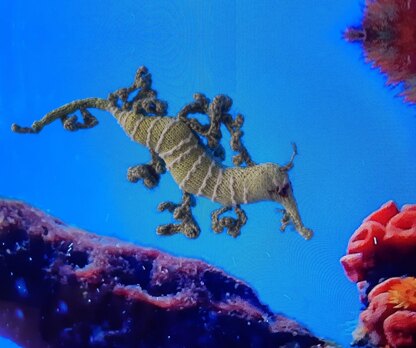 Leafy seadragon