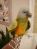Senegal Parrot Knitting Pattern – Realistic Bird Toy DIY