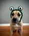 Frog Dog Snood