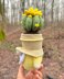 Gnome succulent (cactus)