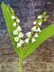 Lily of the valley