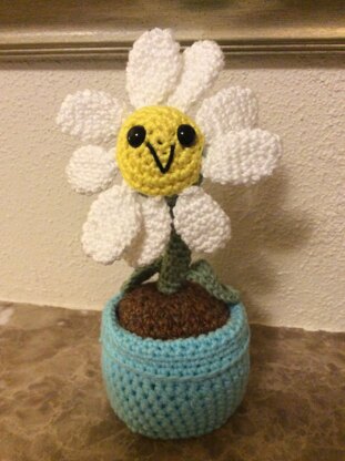 potted daisy