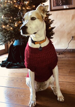 Grand-dog Christmas Sweater in Ravelry Red Malabrigo Rios
