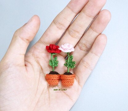 Miniature potted rose