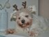 Reindeer dog hood, Crochet Pattern PDF, Size: XS for small dog. Language - English