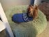 Yoke Dog Sweater