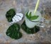 Monstera Leaf Coasters