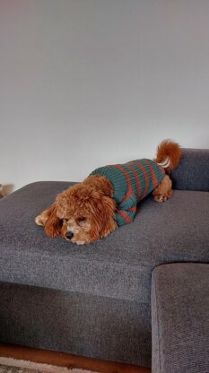 Dog Sweater Charlie No.2