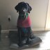 Large Breed Color Blocked Dog Sweater