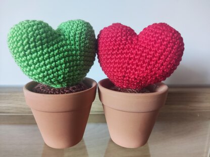 Hoya Plant Decoration