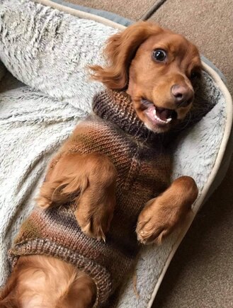 Dog Coat #3