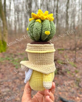 Gnome succulent (cactus)