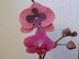 Exotic flowers: Orchid