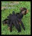 Spider Dog Costume