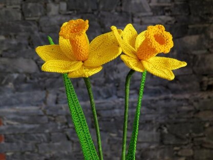 Daffodil long stem