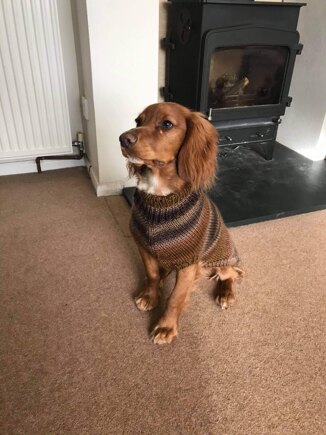 Dog Coat #2