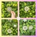 Dahlia Mosaic Coaster