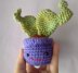 Nopal Cactus Happy