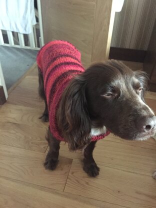 Dog jumper