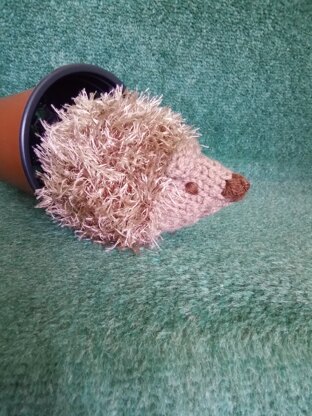 Hedgehog chocolate orange cover